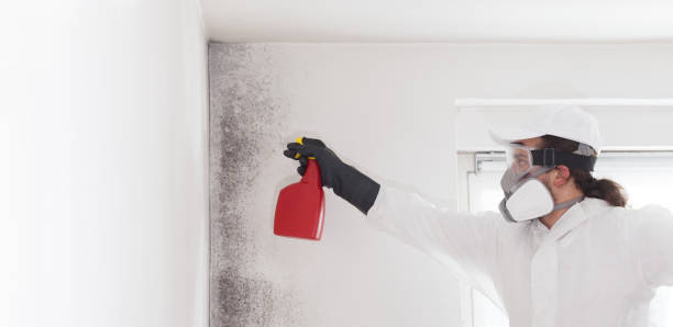Best Residential Mold Remediation in Mehlville, MO
