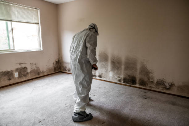 Best Post-Flood Mold Remediation in Mehlville, MO