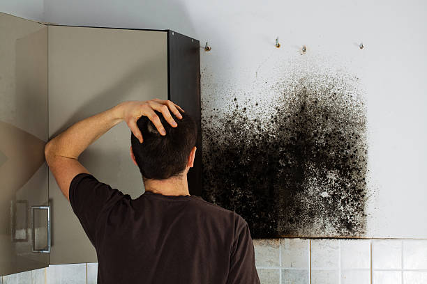 Best Black Mold Remediation in Mehlville, MO