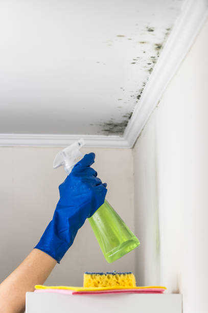 Best Health and Safety Mold Remediation in Mehlville, MO